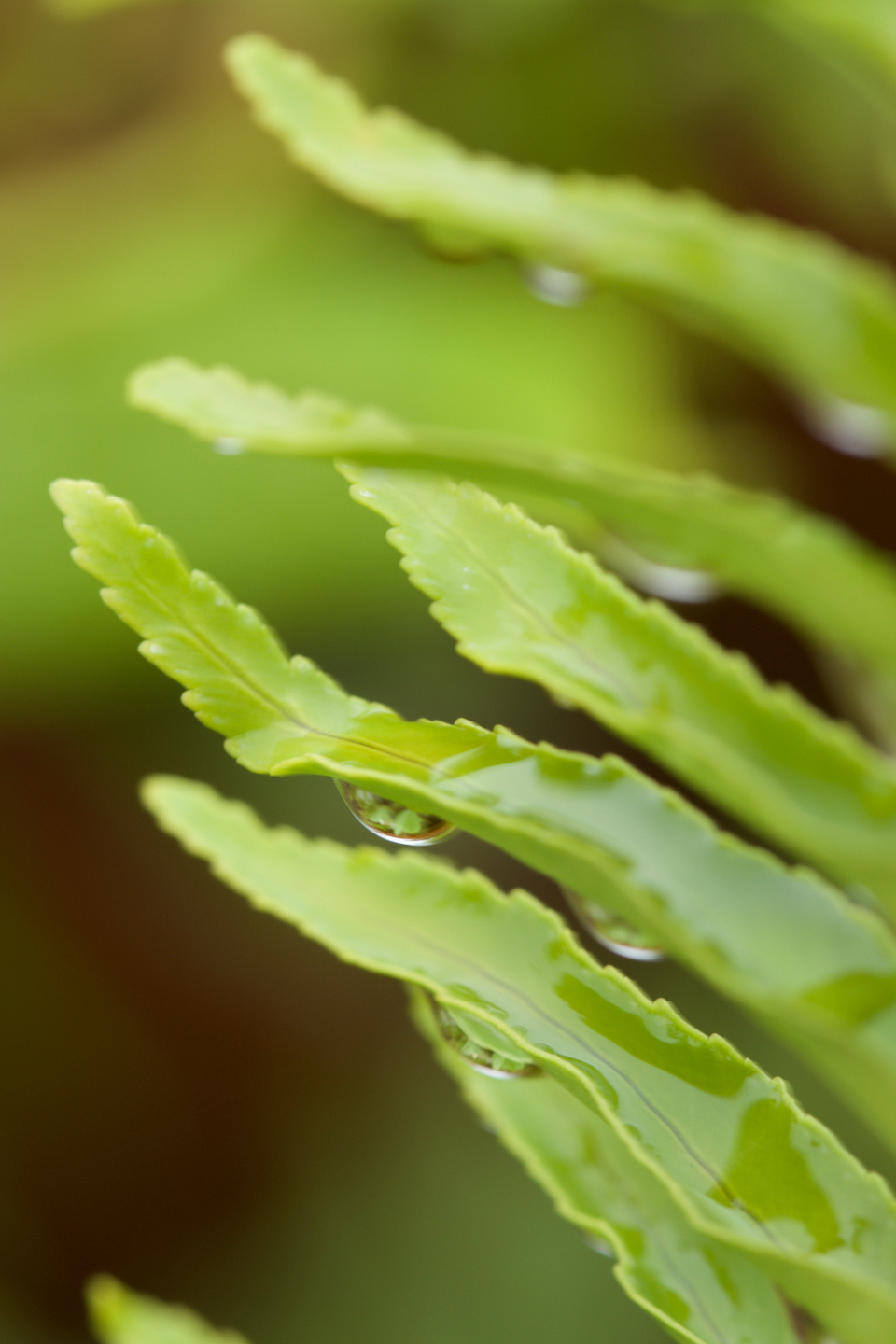 Wet Leaves