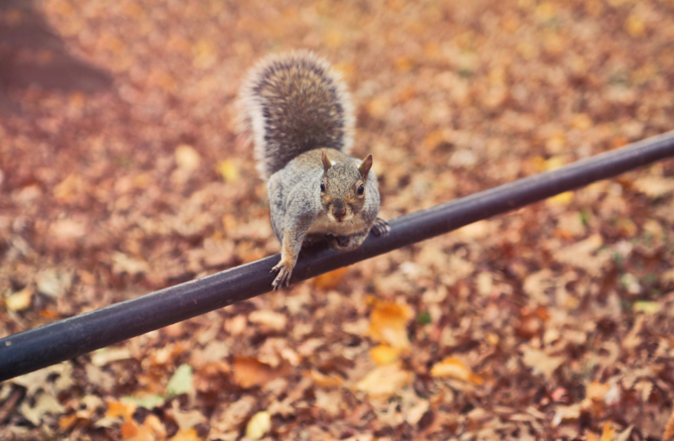 Squirrel Startled