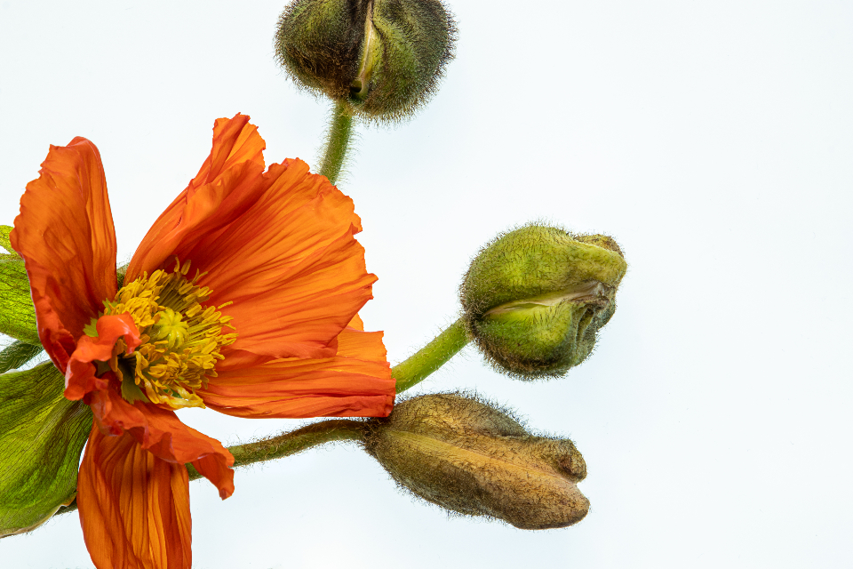 Isolated Flower