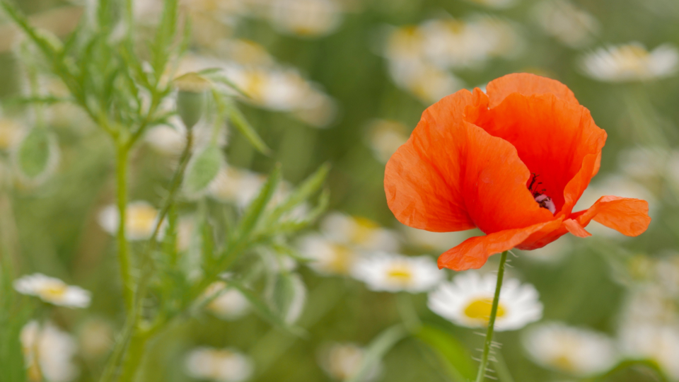 Poppy Flower