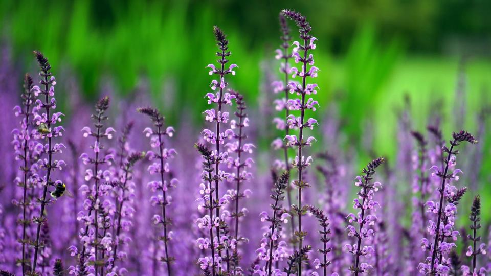 Flowers Nature