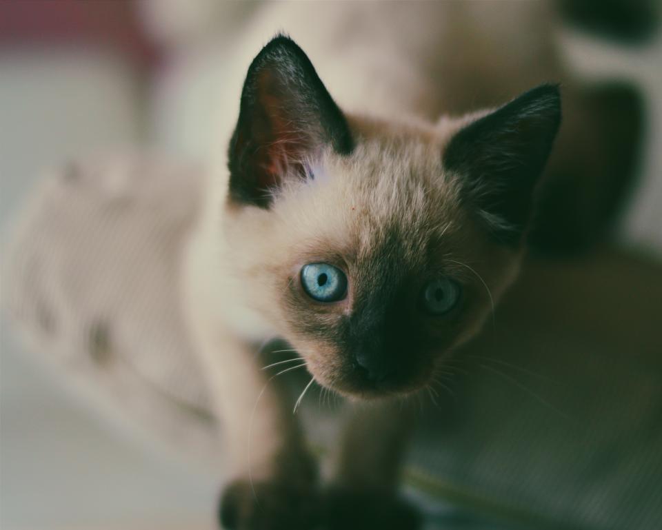 White Cat