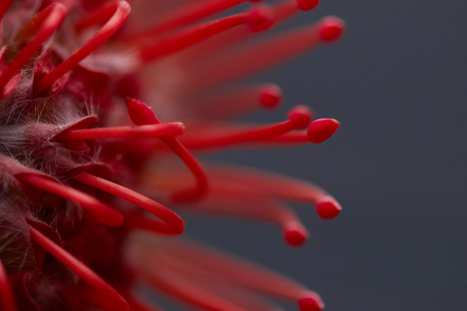 Abstract Flower
