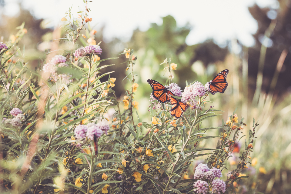 Butterflies Nature