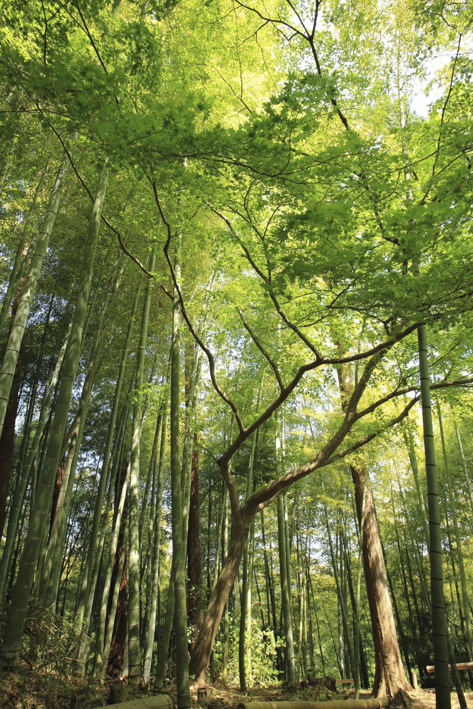 Nature Woods