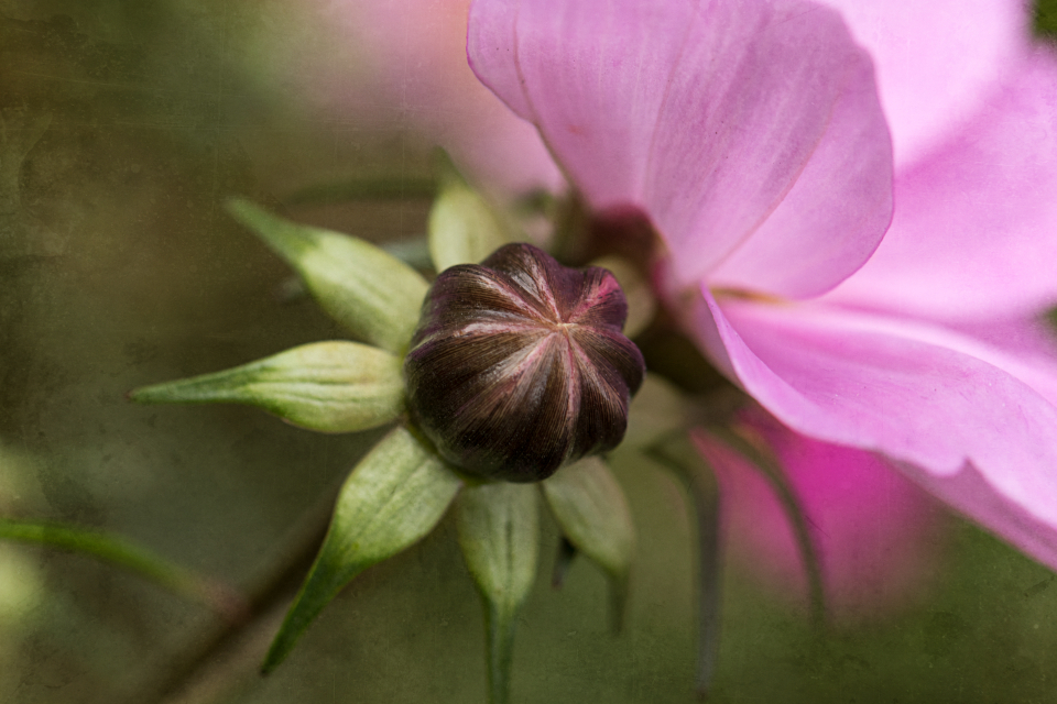 Abstract Flower