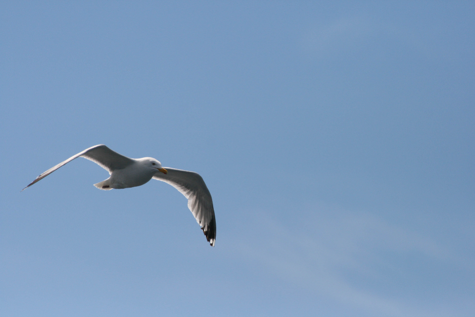 Seagull Flying