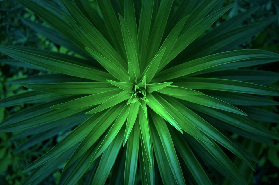 Green Plant