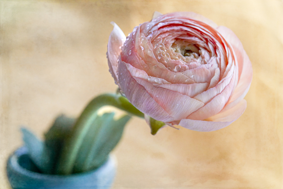 Flower Blossom
