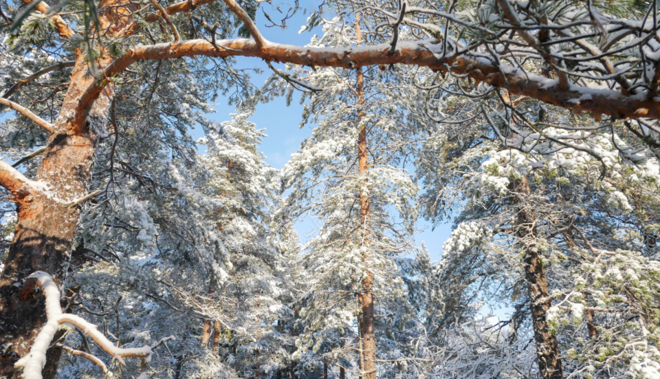 Winter Forest