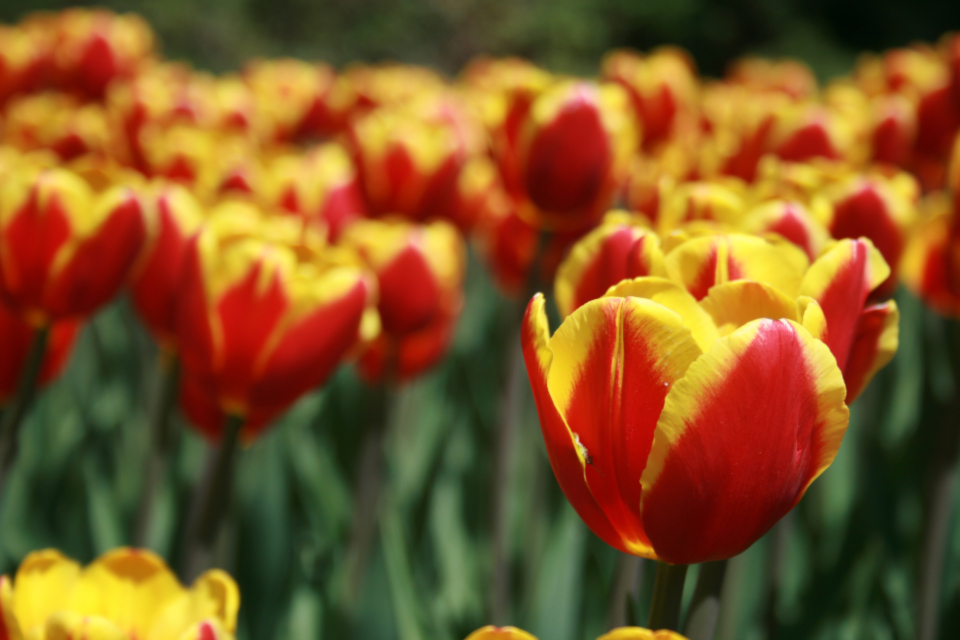 Tulip Flower