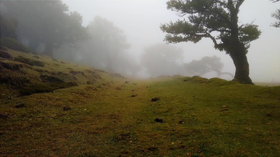 Nature Landscape