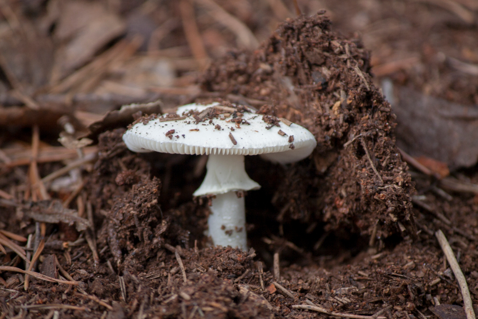 Fungi Dirt