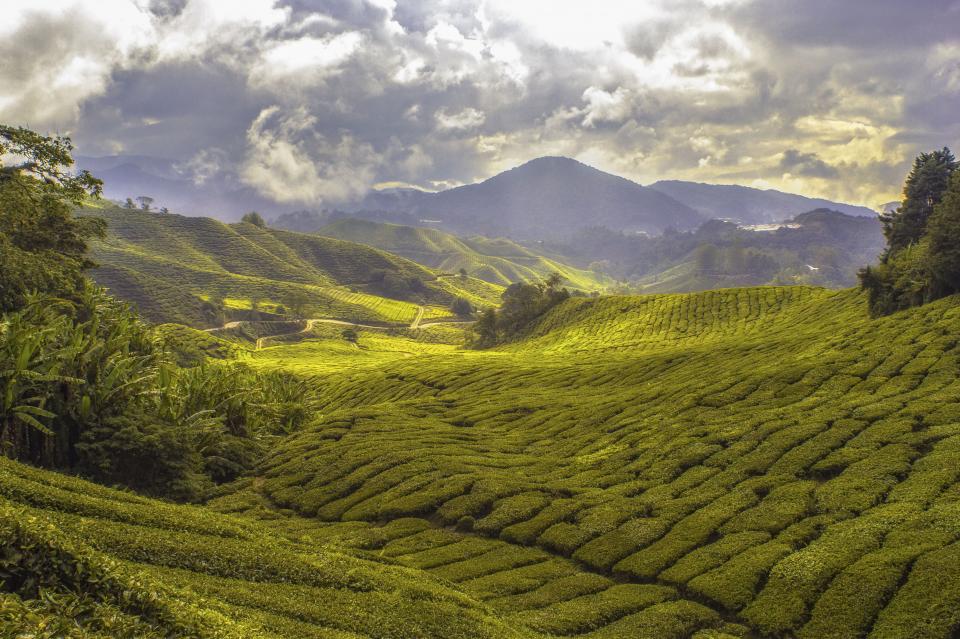 Nature Landscape
