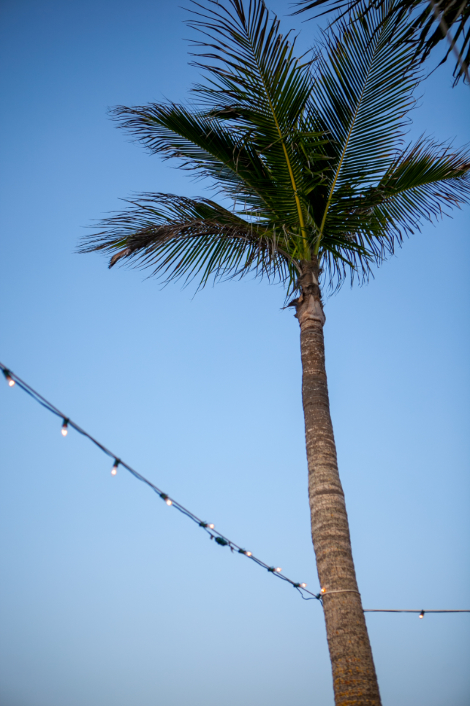 Palm Tree