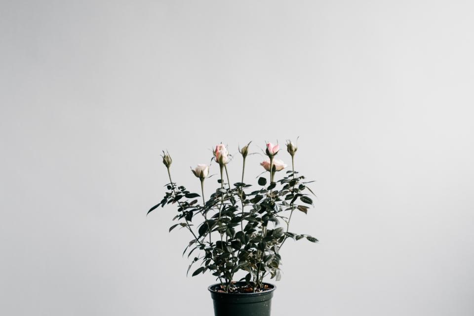 Flower Plant