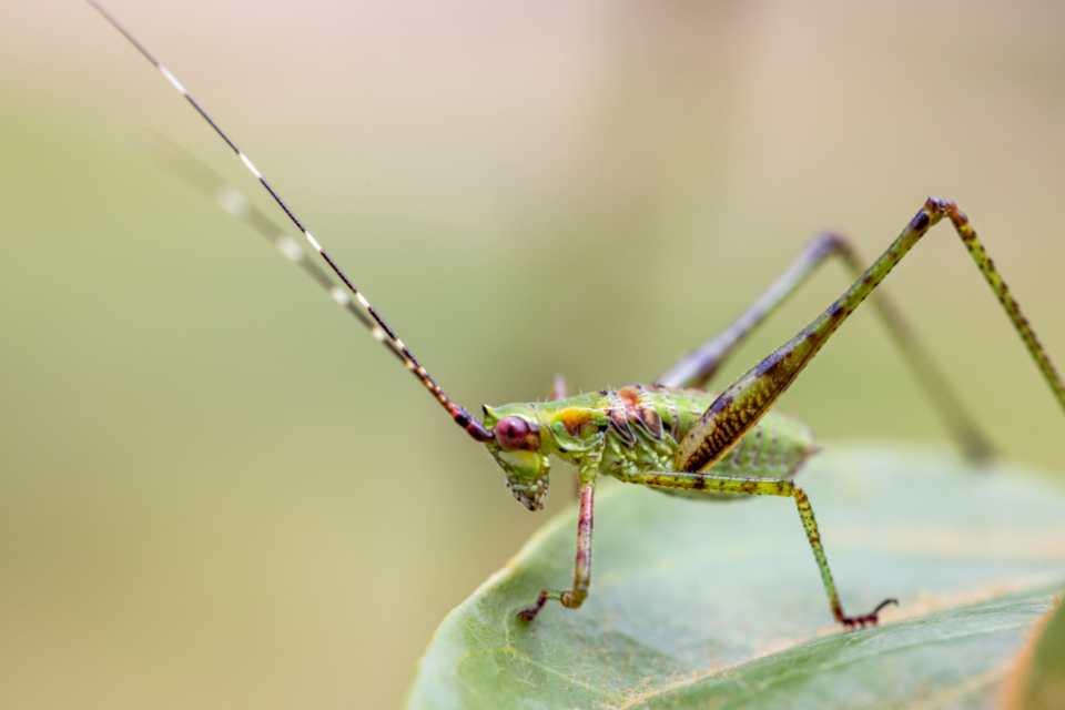 Cricket Insect