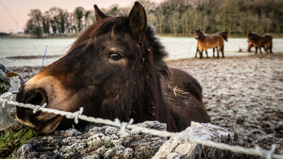 Horse Head