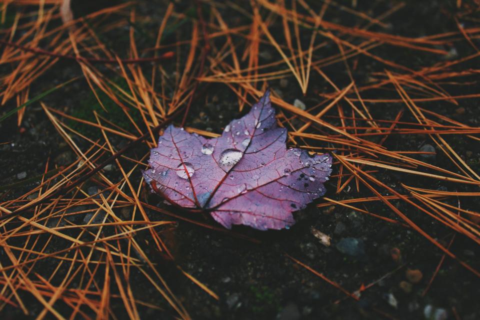 Wet Leaf