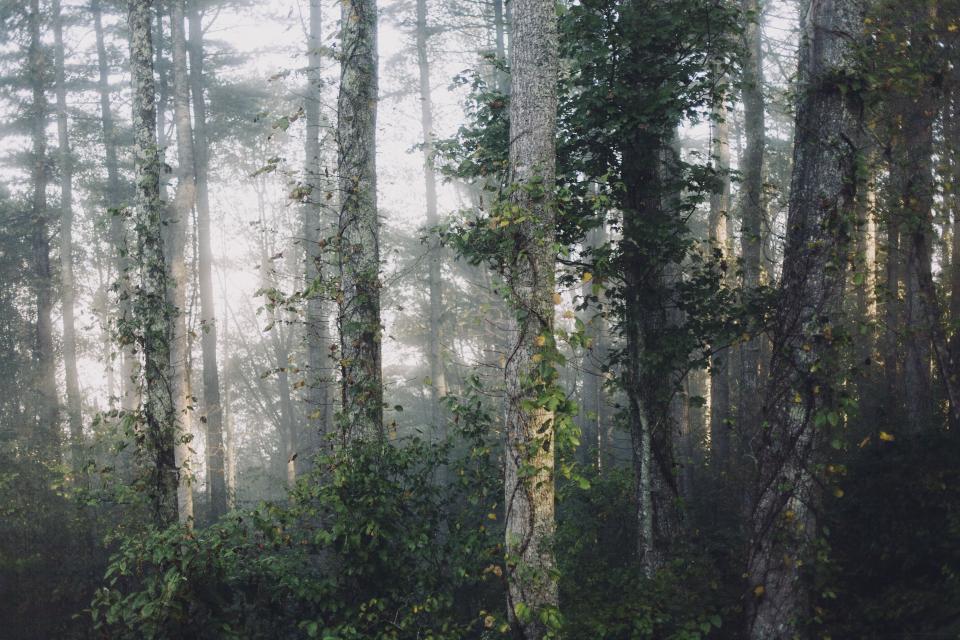 Nature Landscape