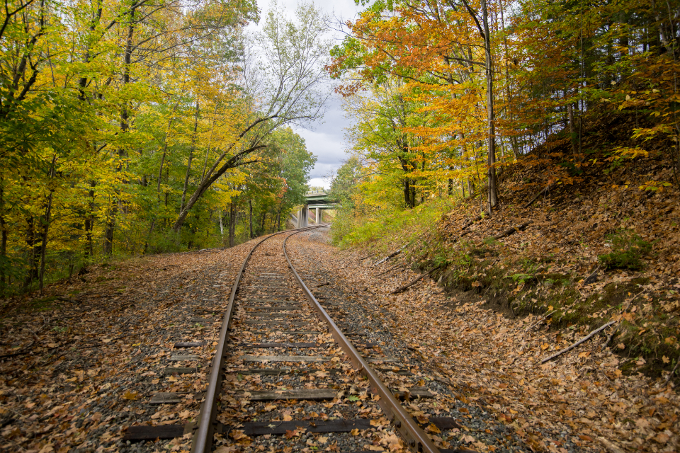 Autumn Forest