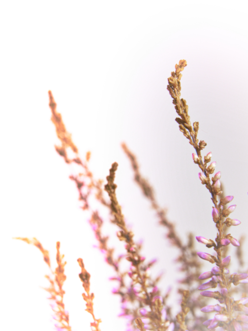 Heather Flowers