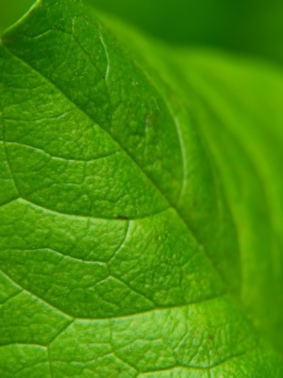 Green Leaf