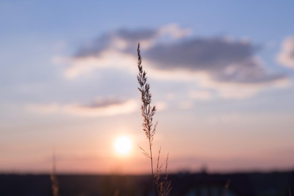 Nature Grass