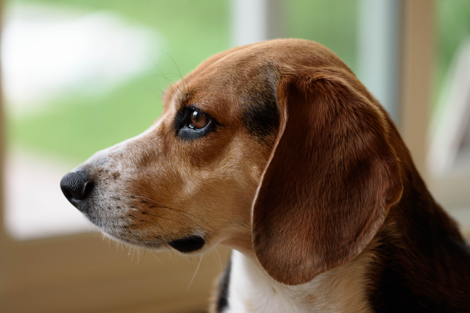 Dog Beagle