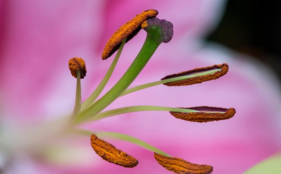 Plant Nature