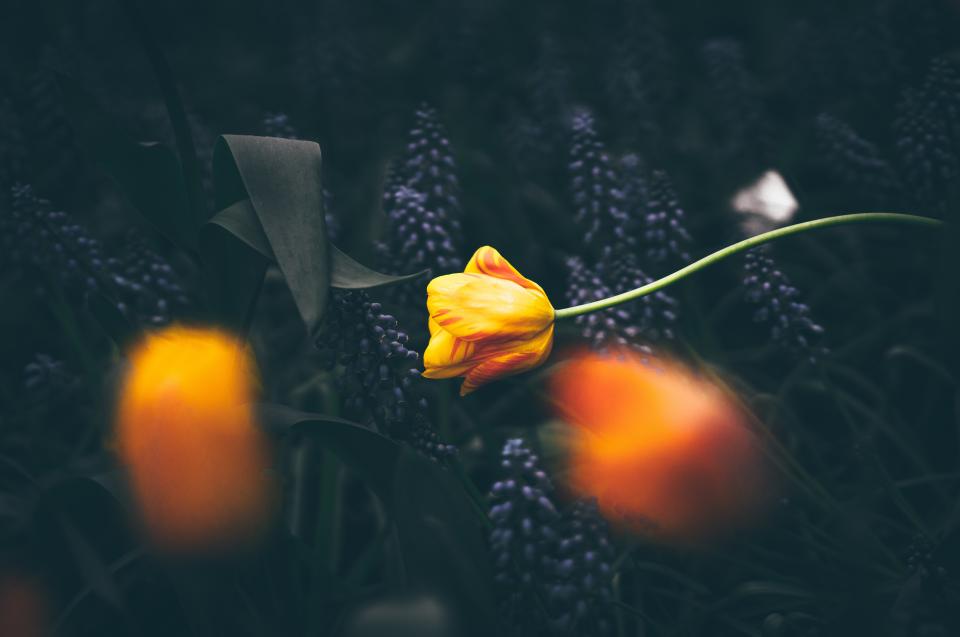Yellow Flower