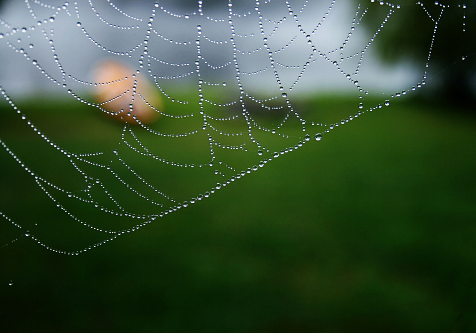 Spider Web