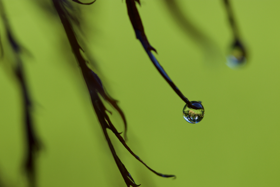 Dew Drops