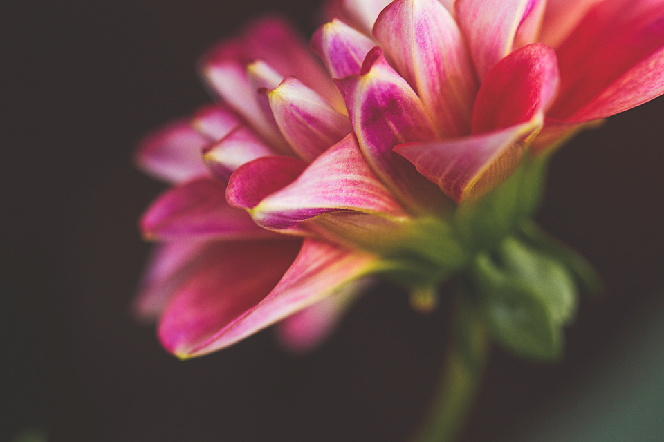 Flower Blossom