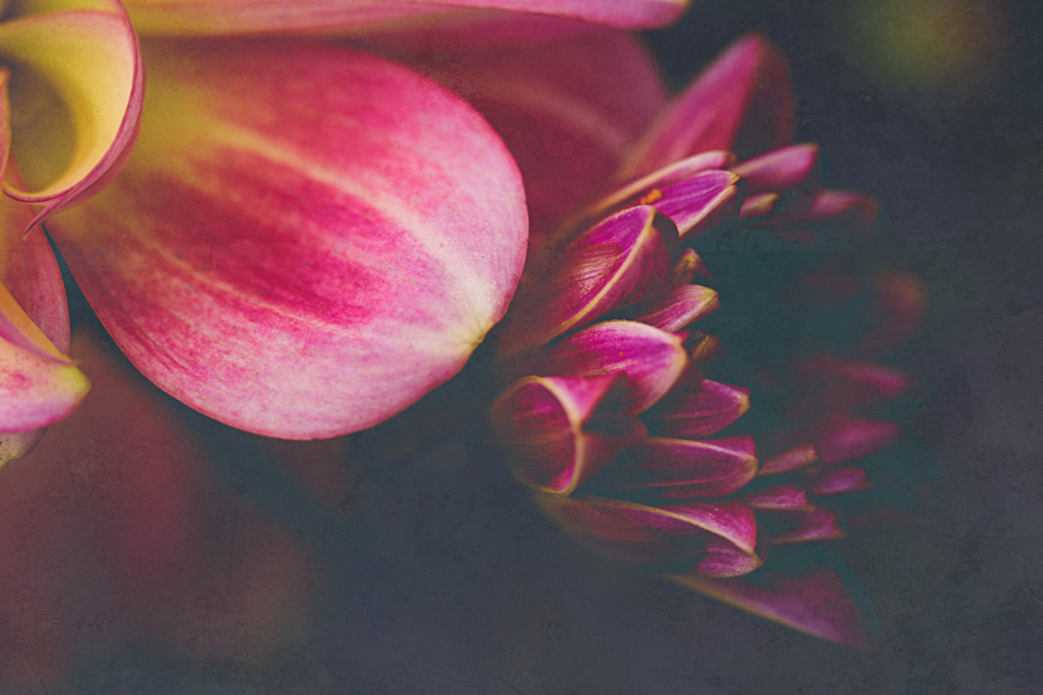 Abstract Flower