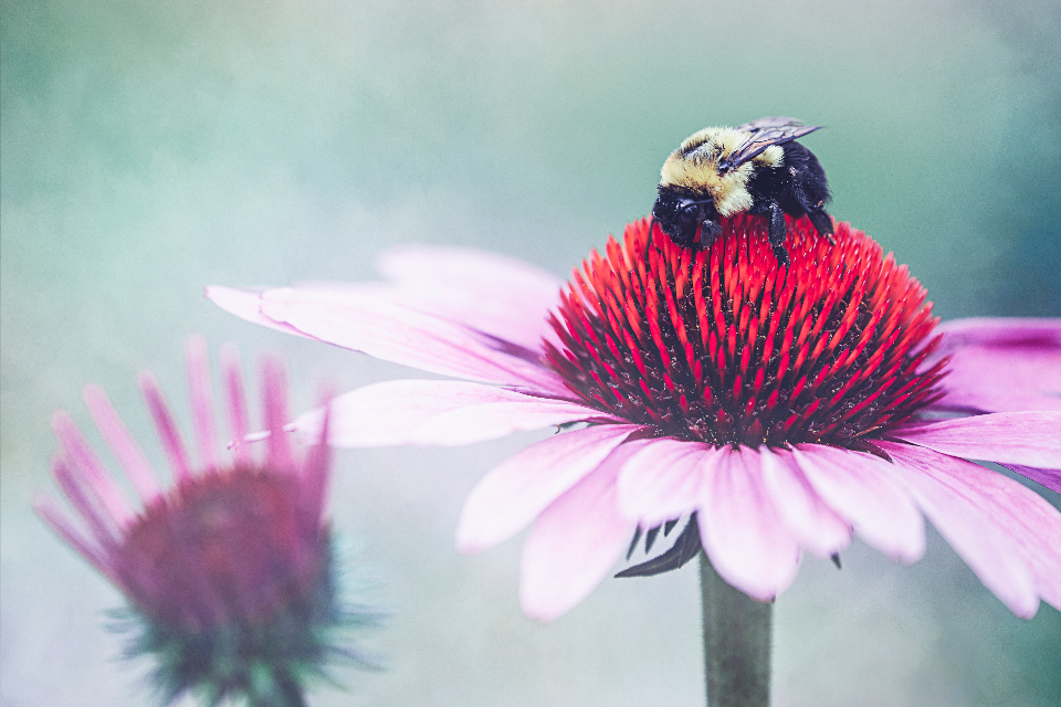 Bee Spring