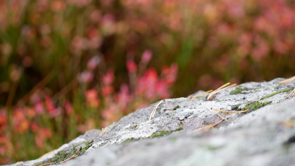 Rock Nature