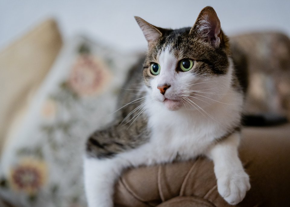 House Cat