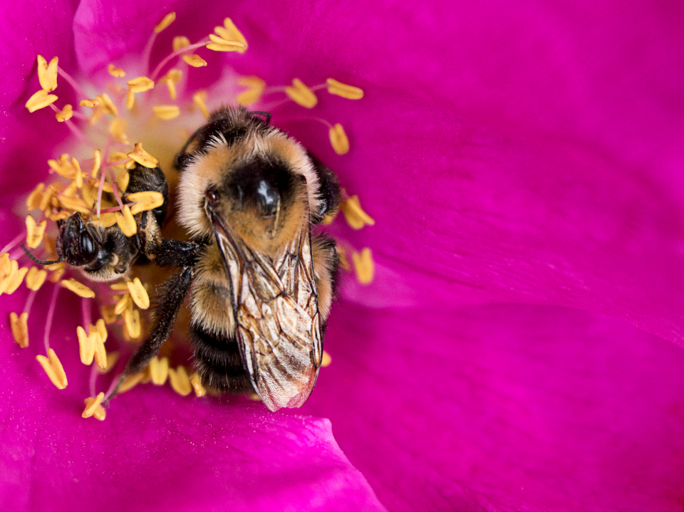 Bee Flower