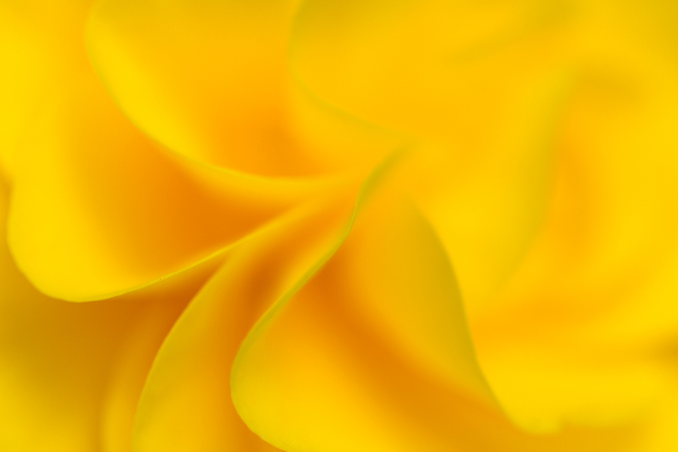Yellow Flower