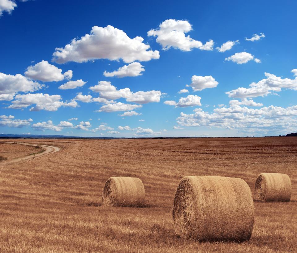 Farm Field
