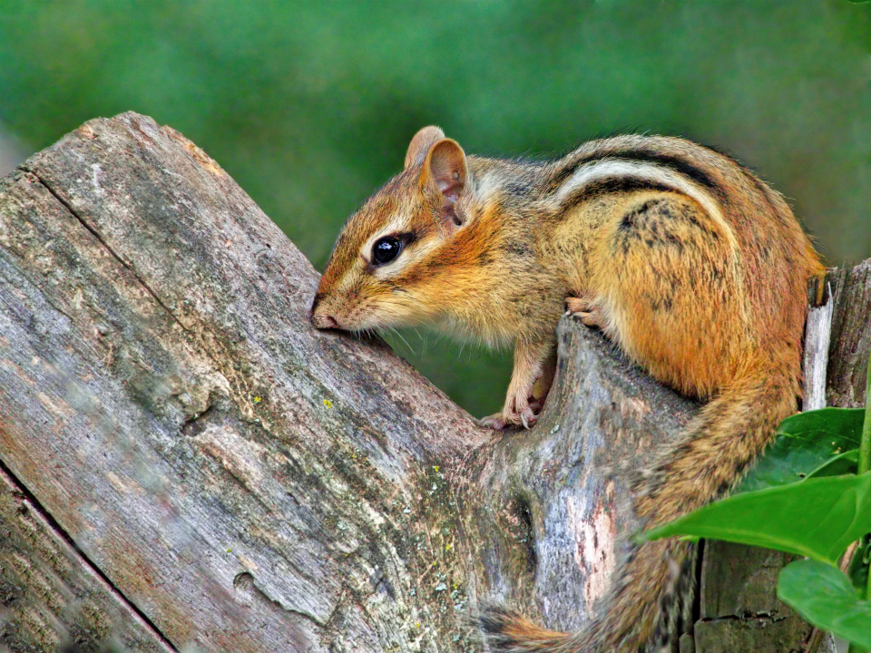 Chipmunk Animal