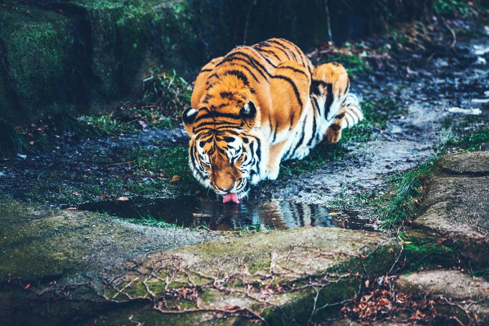 Tiger Animal