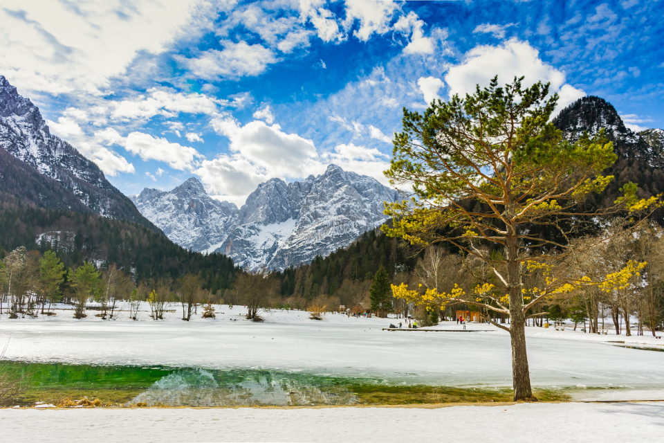 Mountain Tree
