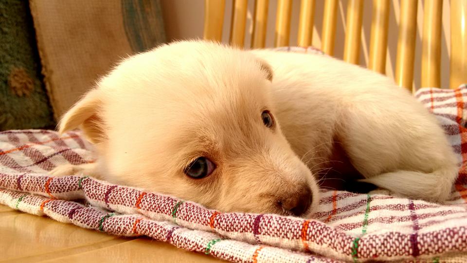 Dog Puppy