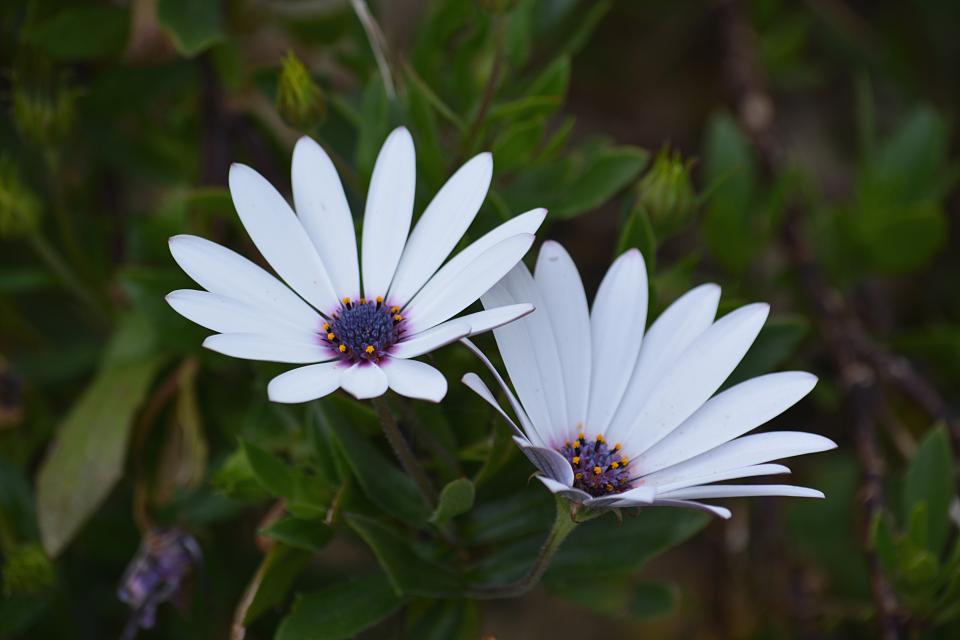 Plants Flower