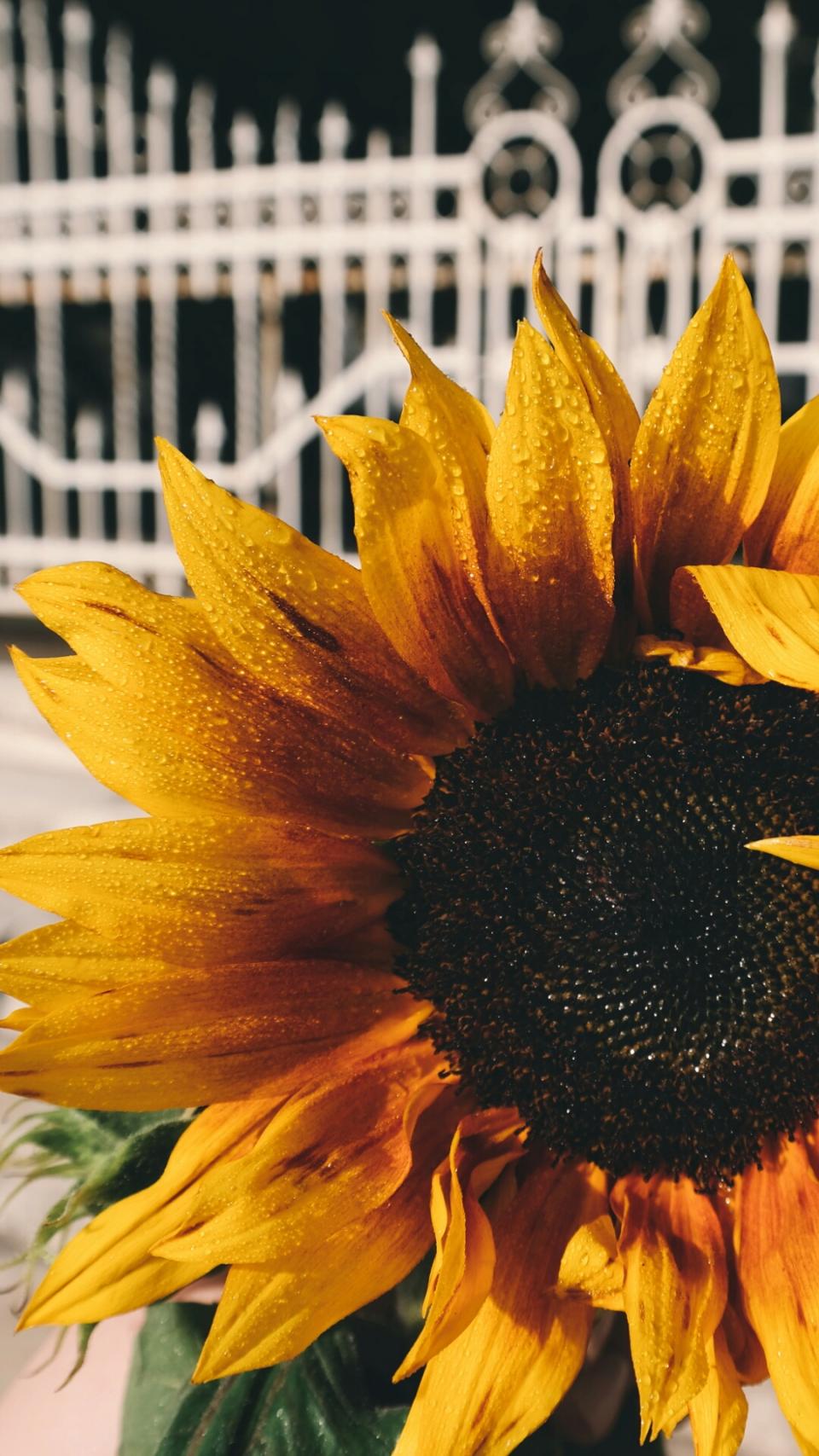 Sunflower Petals