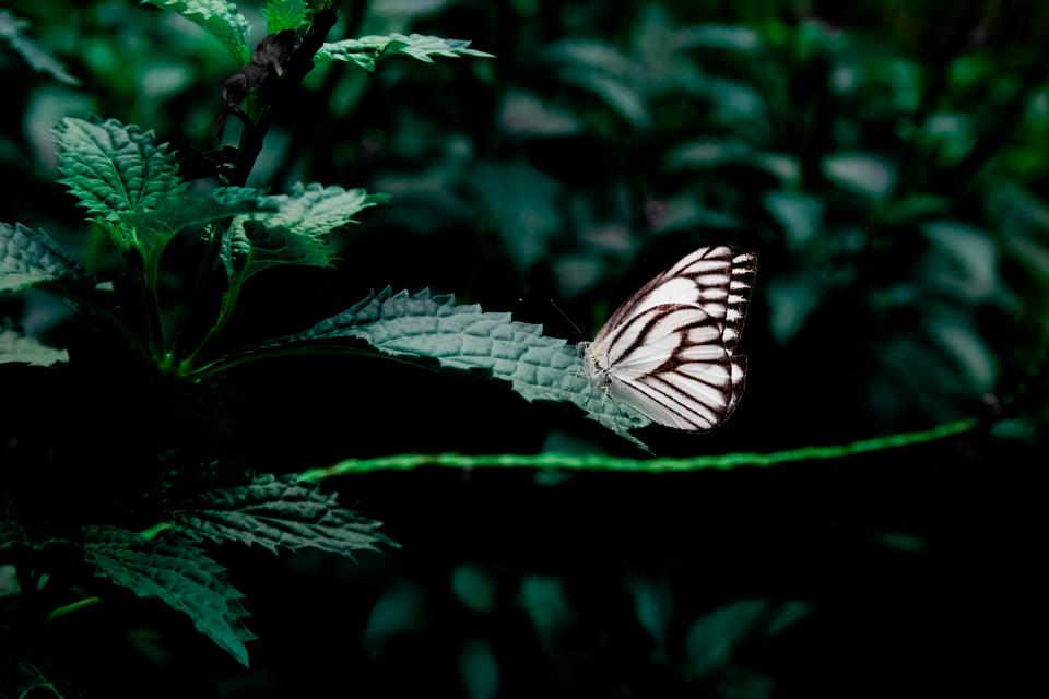 Butterfly Plants
