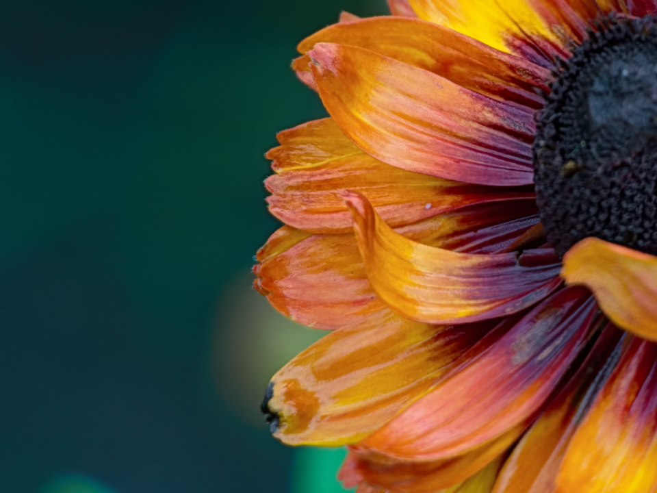 Abstract Flower