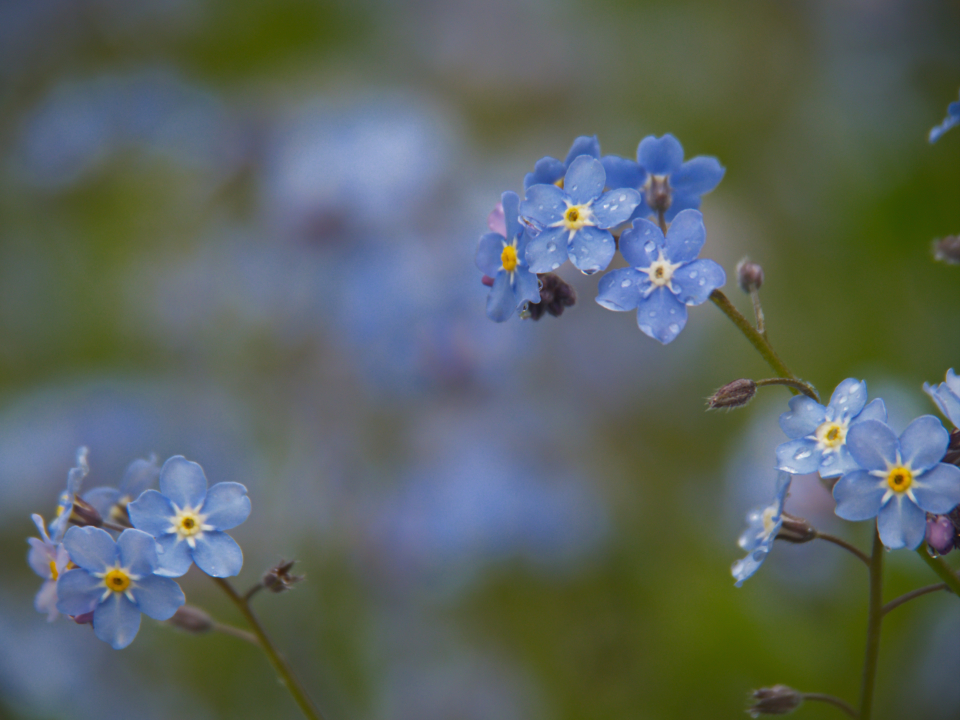 Flowers Blue